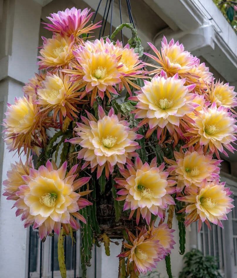 🌸 Rare Epiphyllum Orchid Cactus – Stunning Exotic Blooms