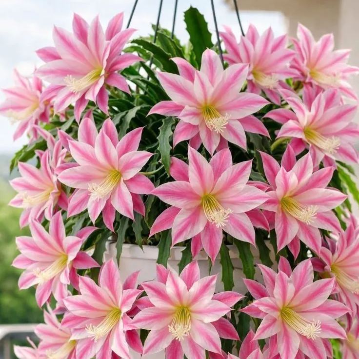 🌸 Rare Epiphyllum Orchid Cactus – Stunning Exotic Blooms