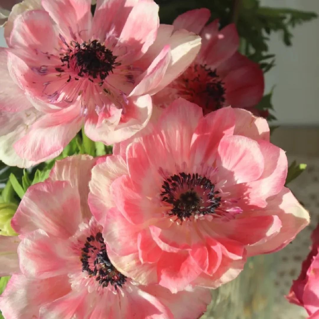 Anemone Bulbs