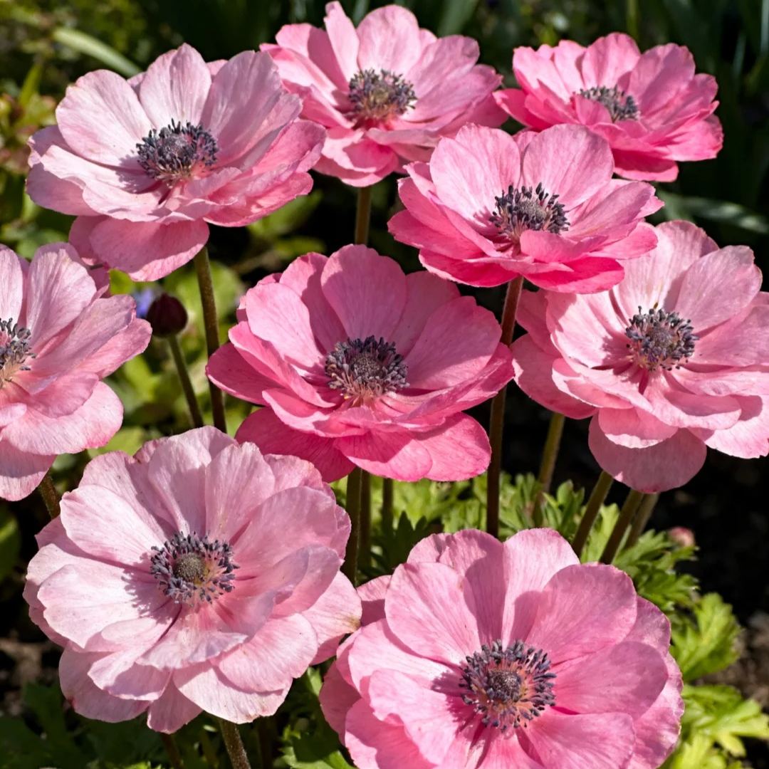Anemone Bulbs