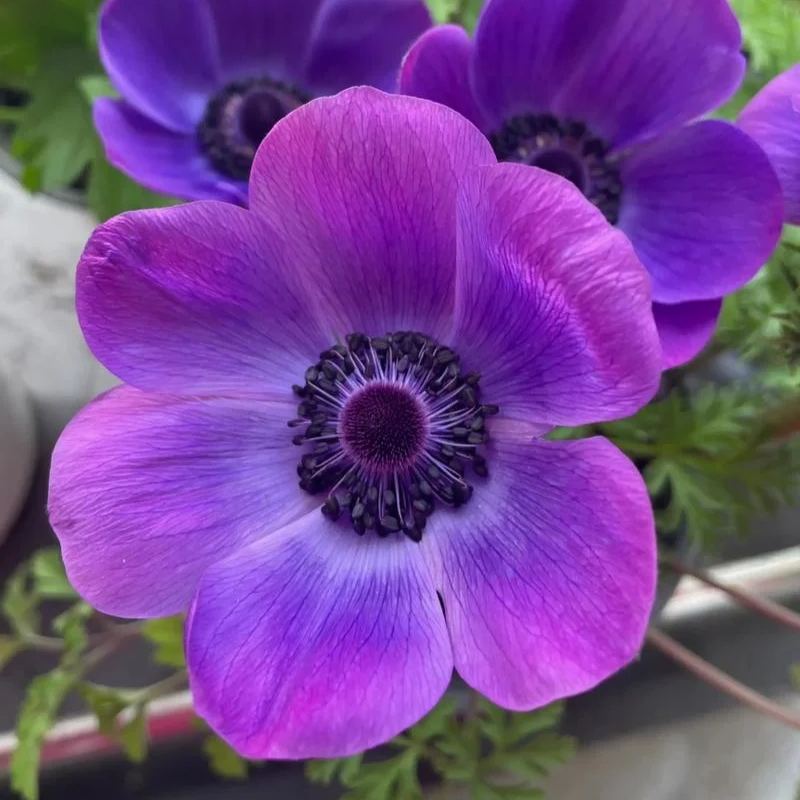Anemone Bulbs