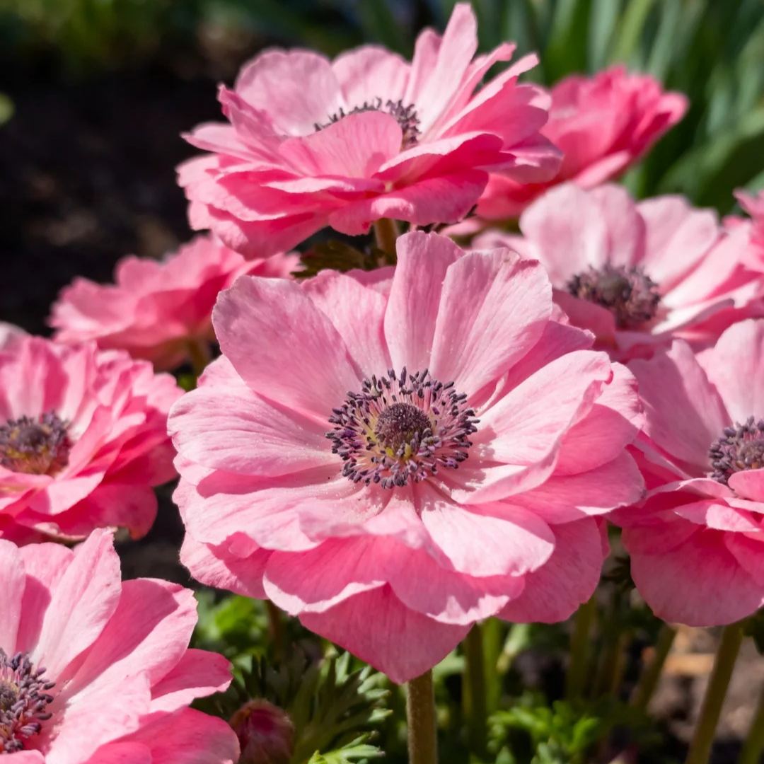Anemone Bulbs