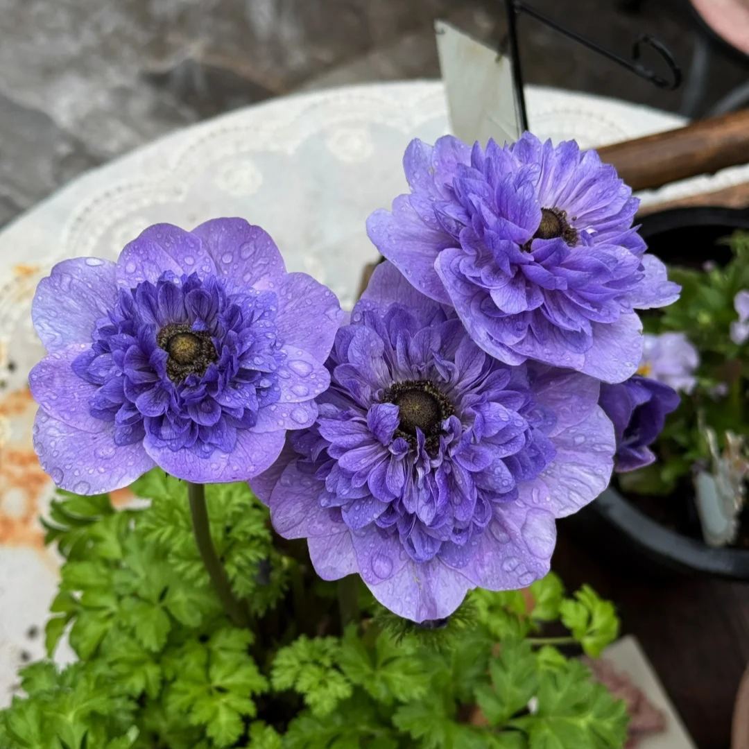 Anemone Bulbs