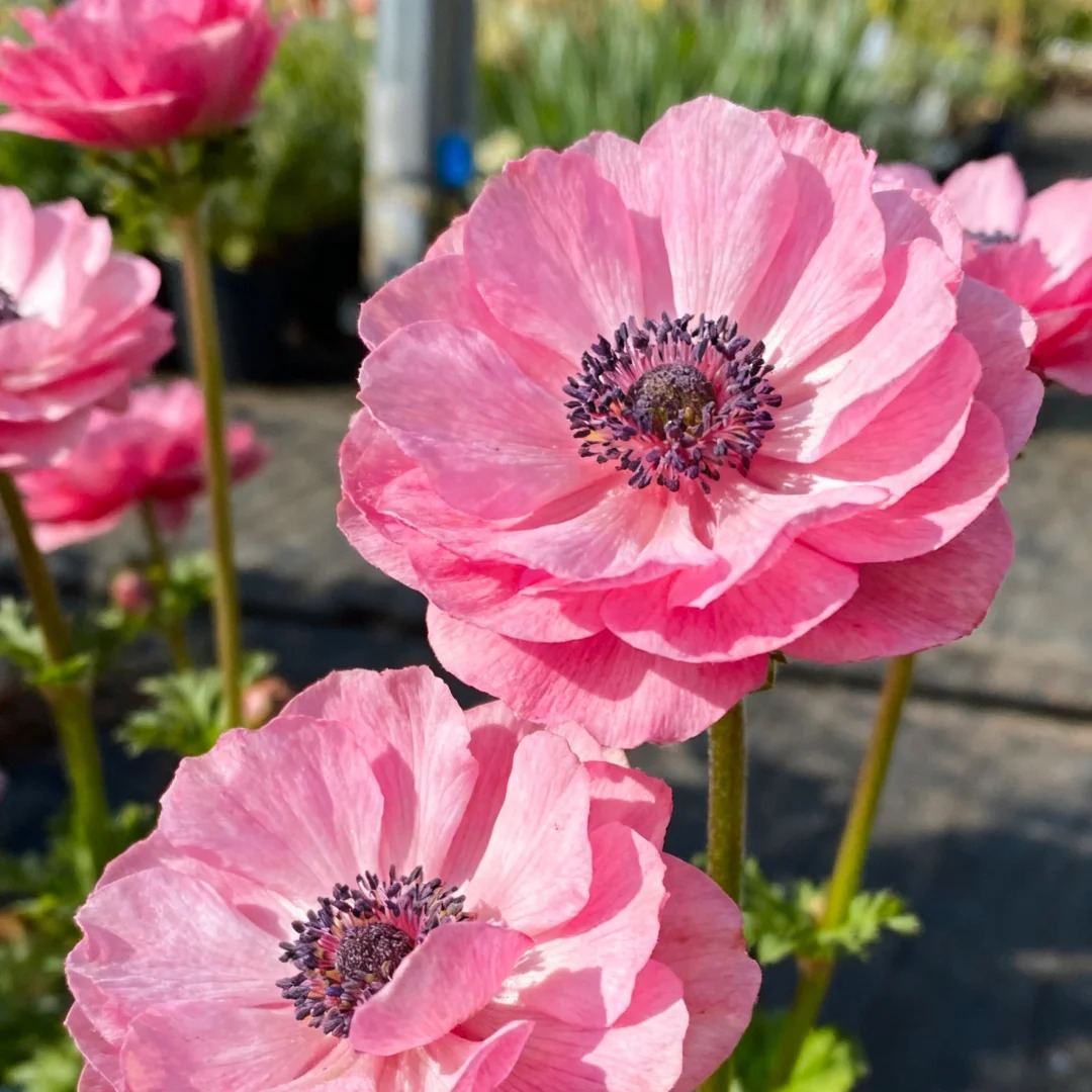 Anemone Bulbs