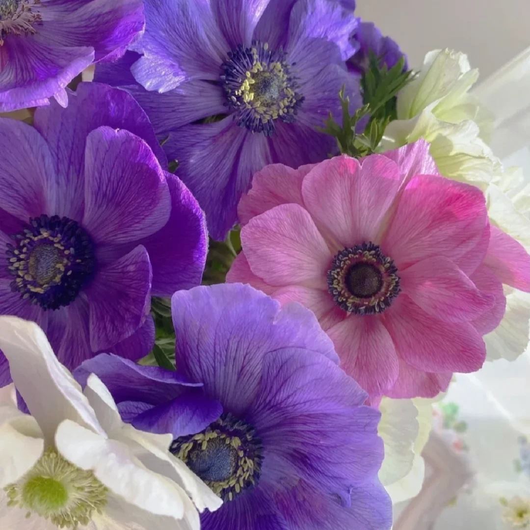 Anemone Bulbs