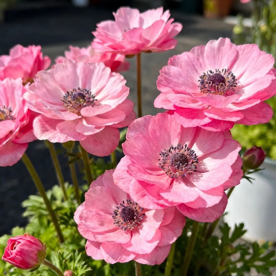Anemone Bulbs