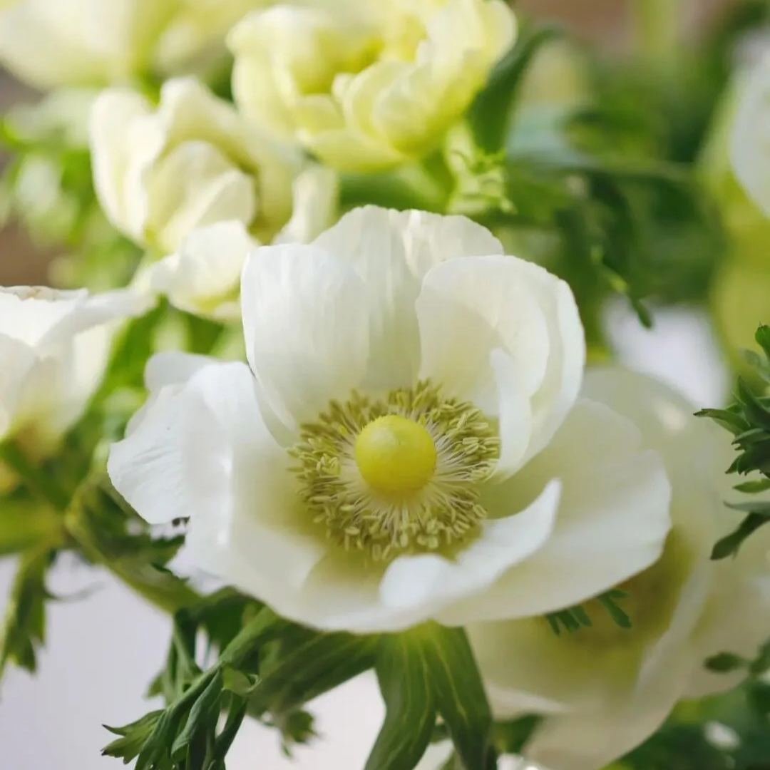 Anemone Bulbs