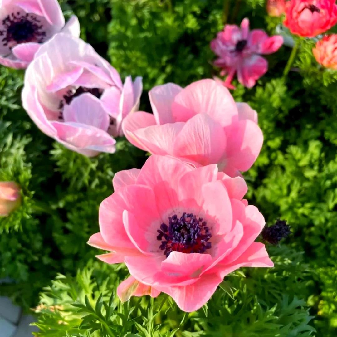 Anemone Bulbs