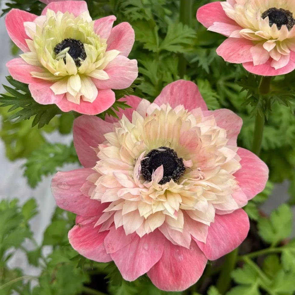 Anemone Bulbs