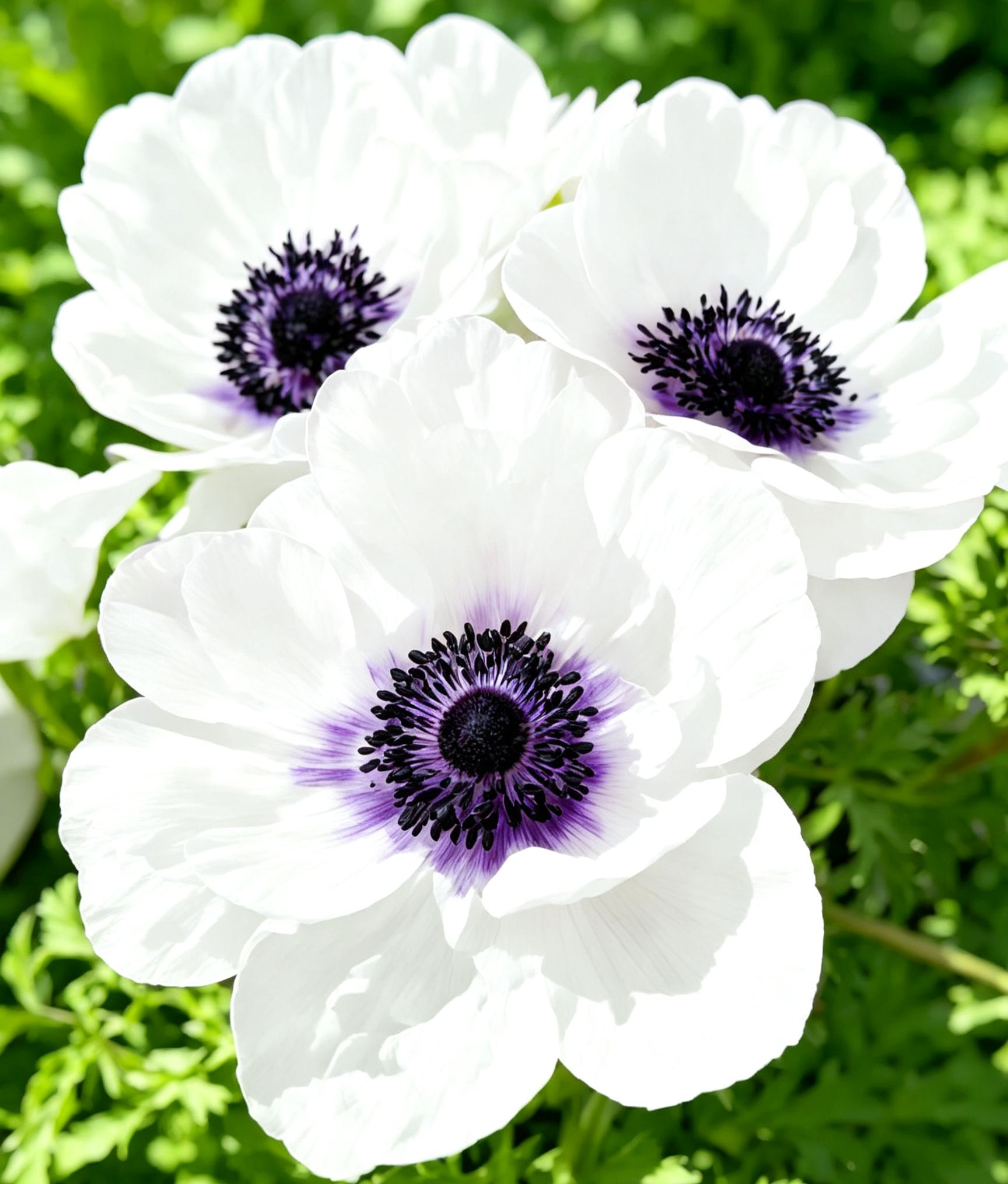 Anemone Bulbs