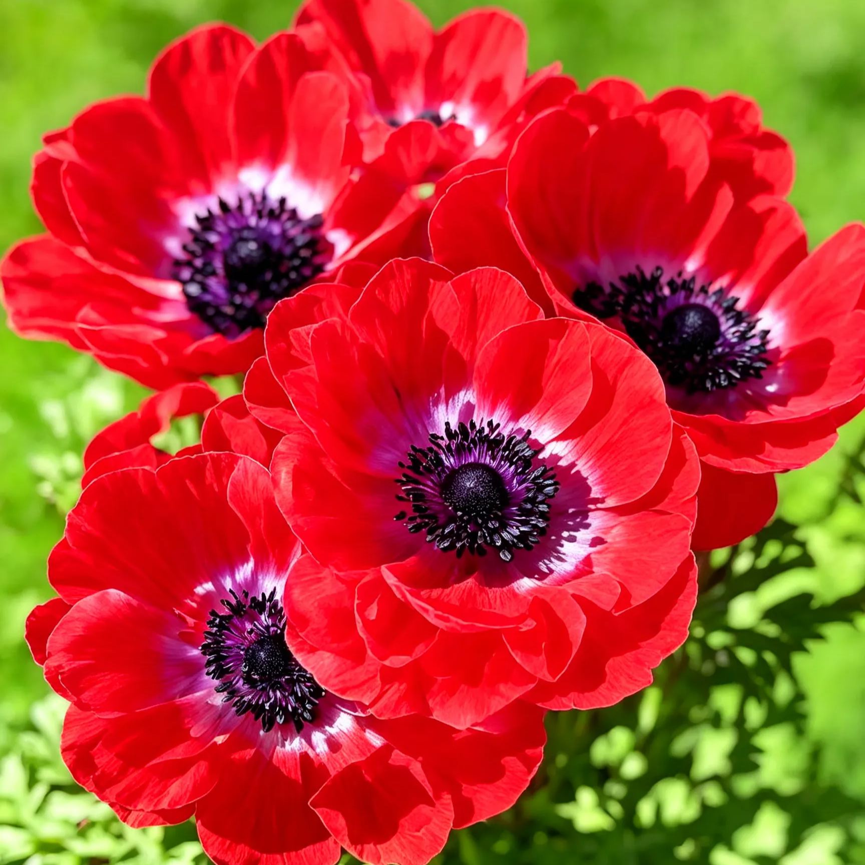 Anemone Bulbs
