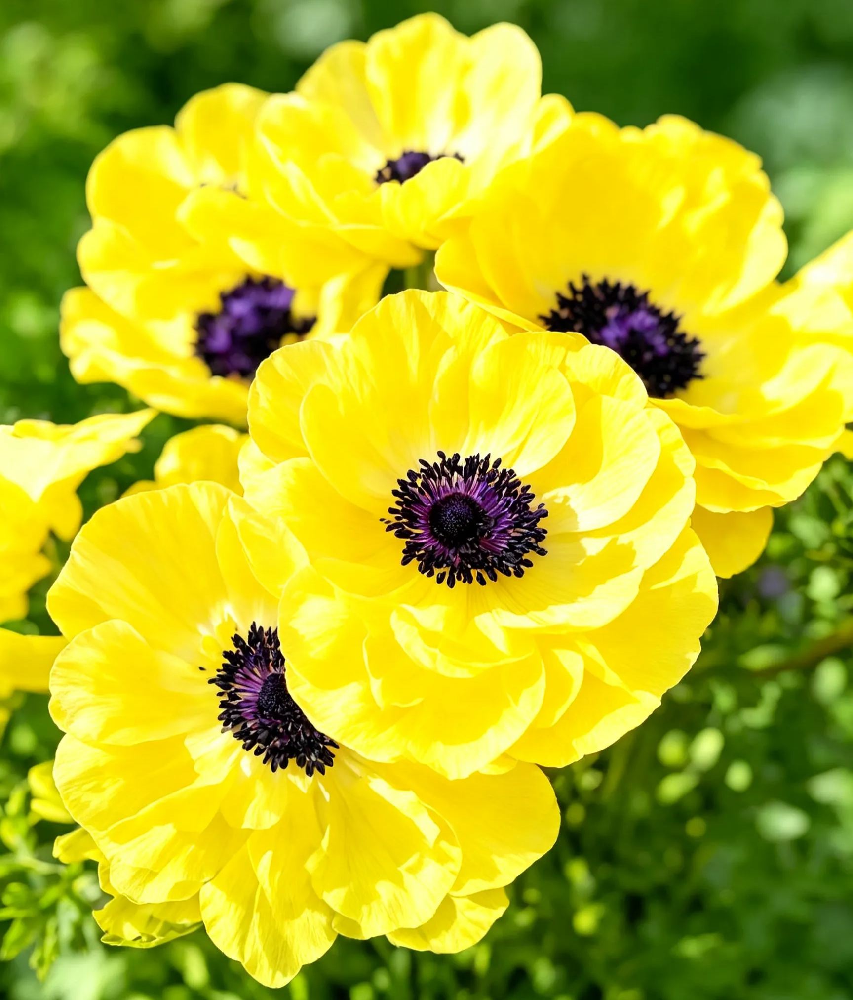 Anemone Bulbs