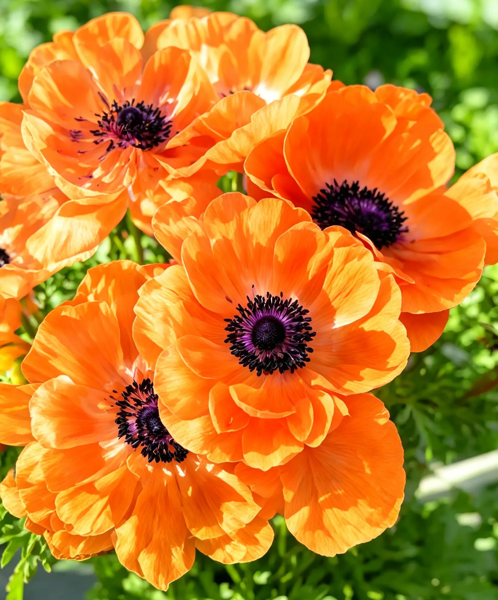 Anemone Bulbs