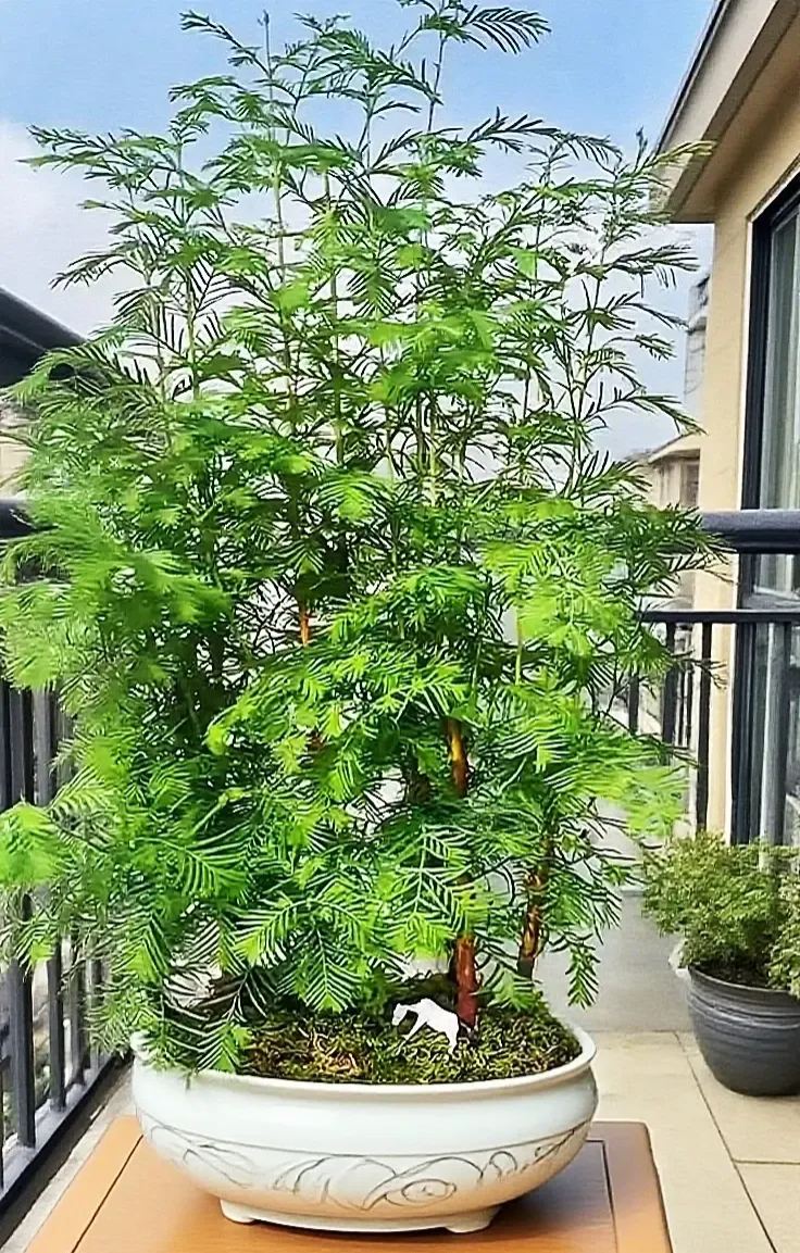 Metasequoia glyptostroboides