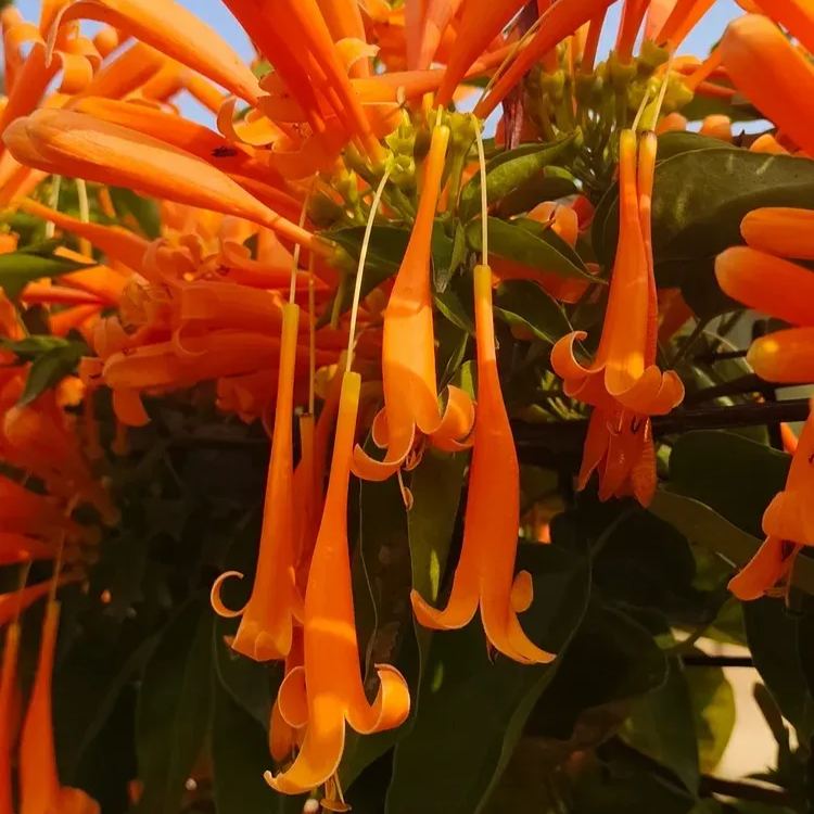 Firecracker Vine Seeds-Wealth and Good Fortune