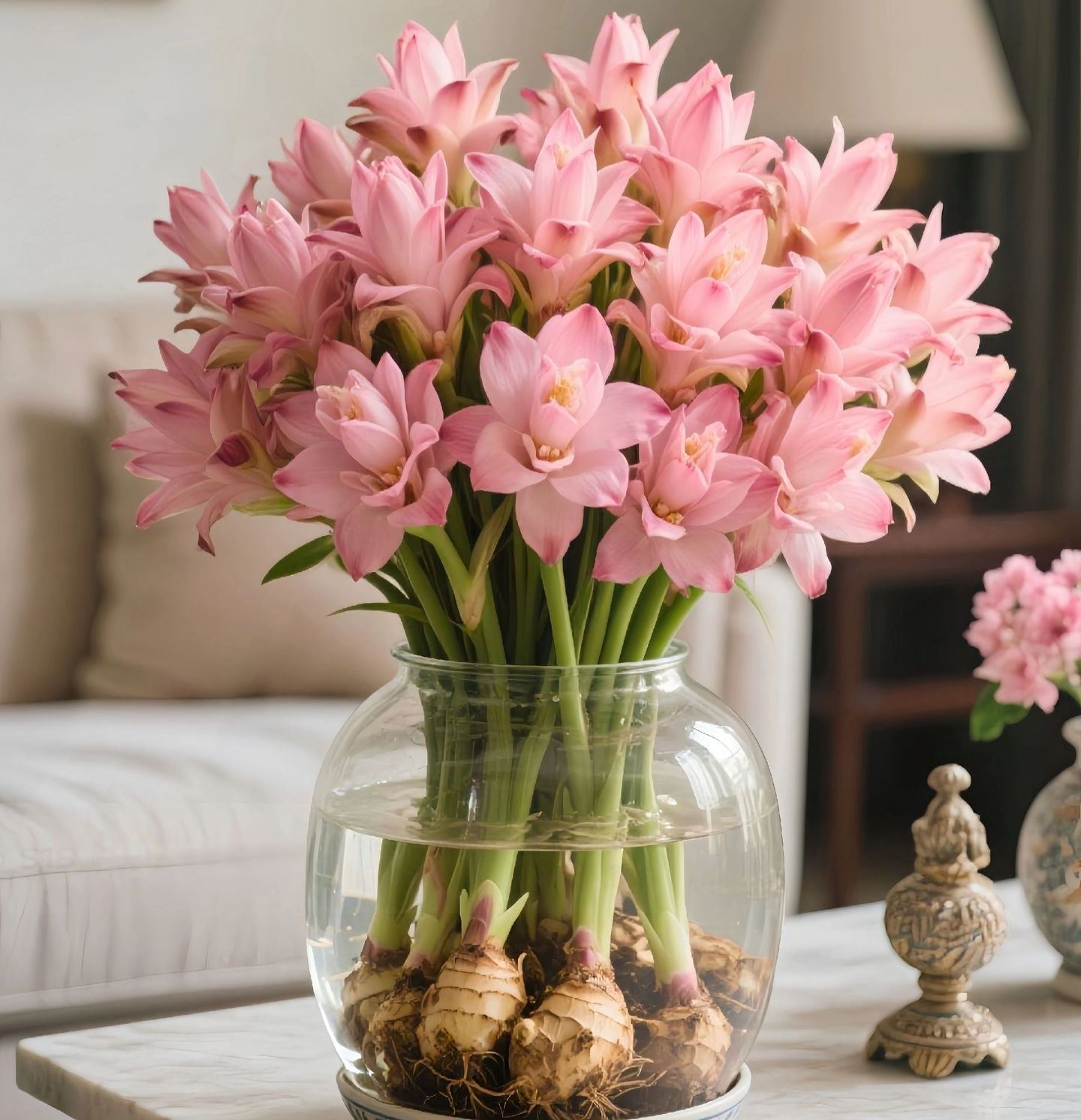 🌷Tropical Tulip Bulbs 💫Curcuma alismatifolia Gagnep