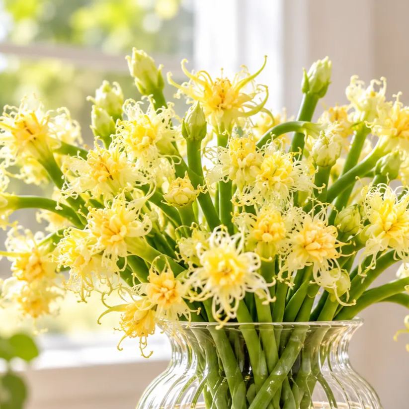 Hydroponic Garlic Scape Flower Bulbs