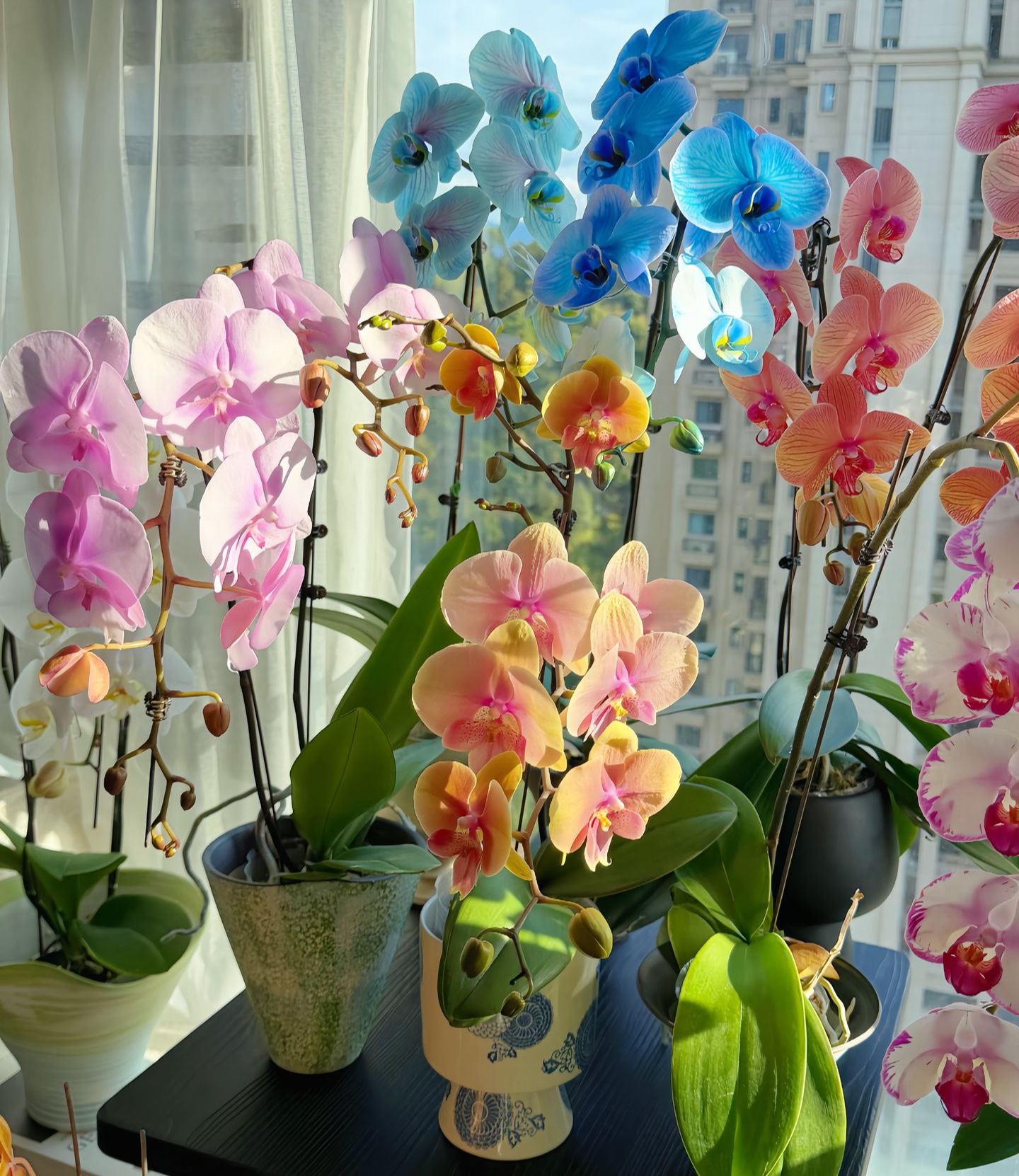 🦋🦋Phalaenopsis Flower Bulbs