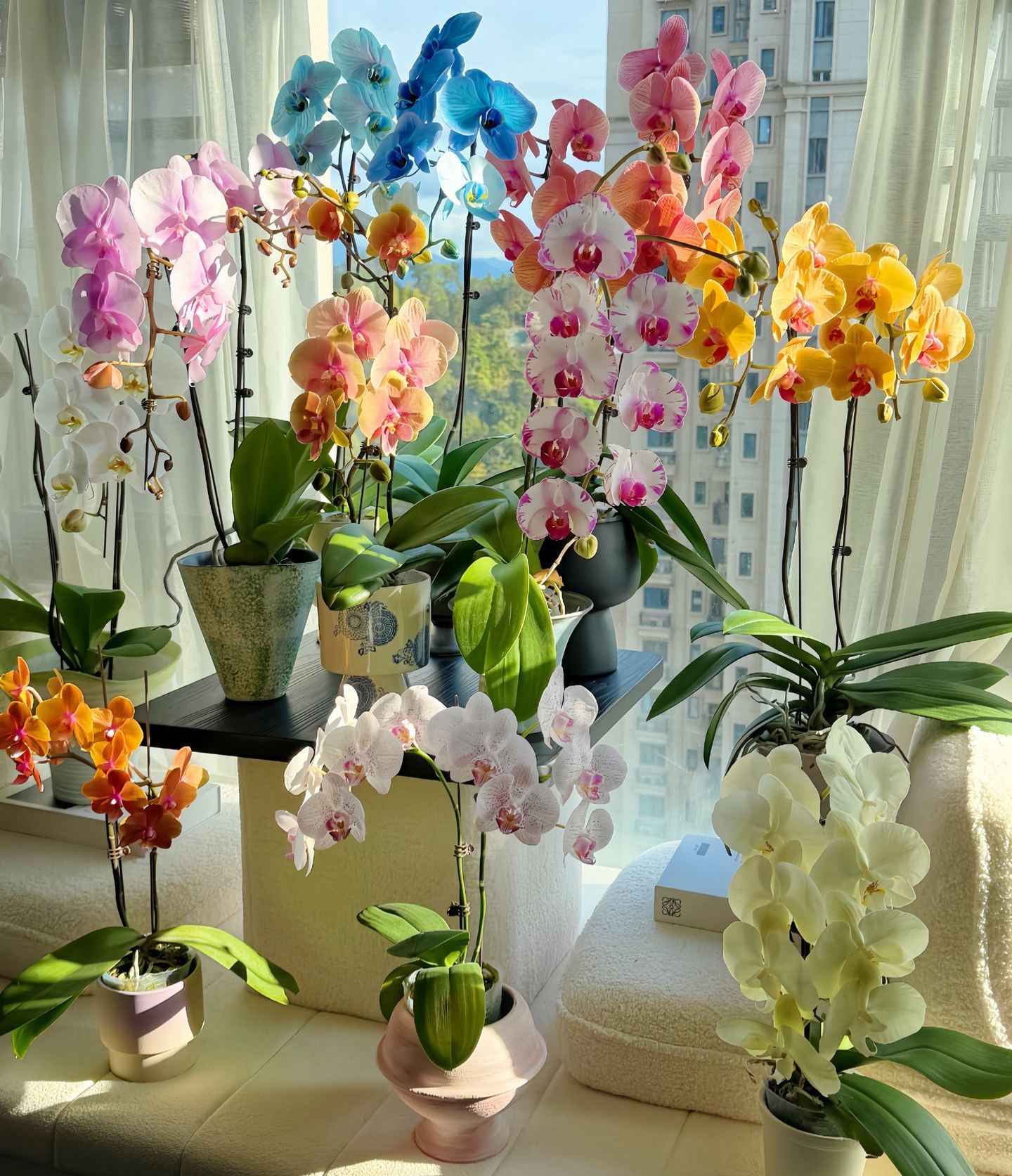 🦋🦋Phalaenopsis Flower Bulbs