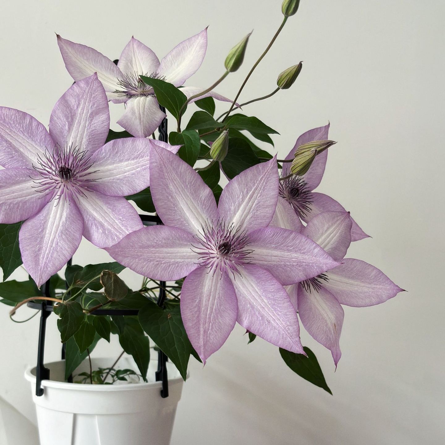 Up to 60%off💥Clematis bulbs