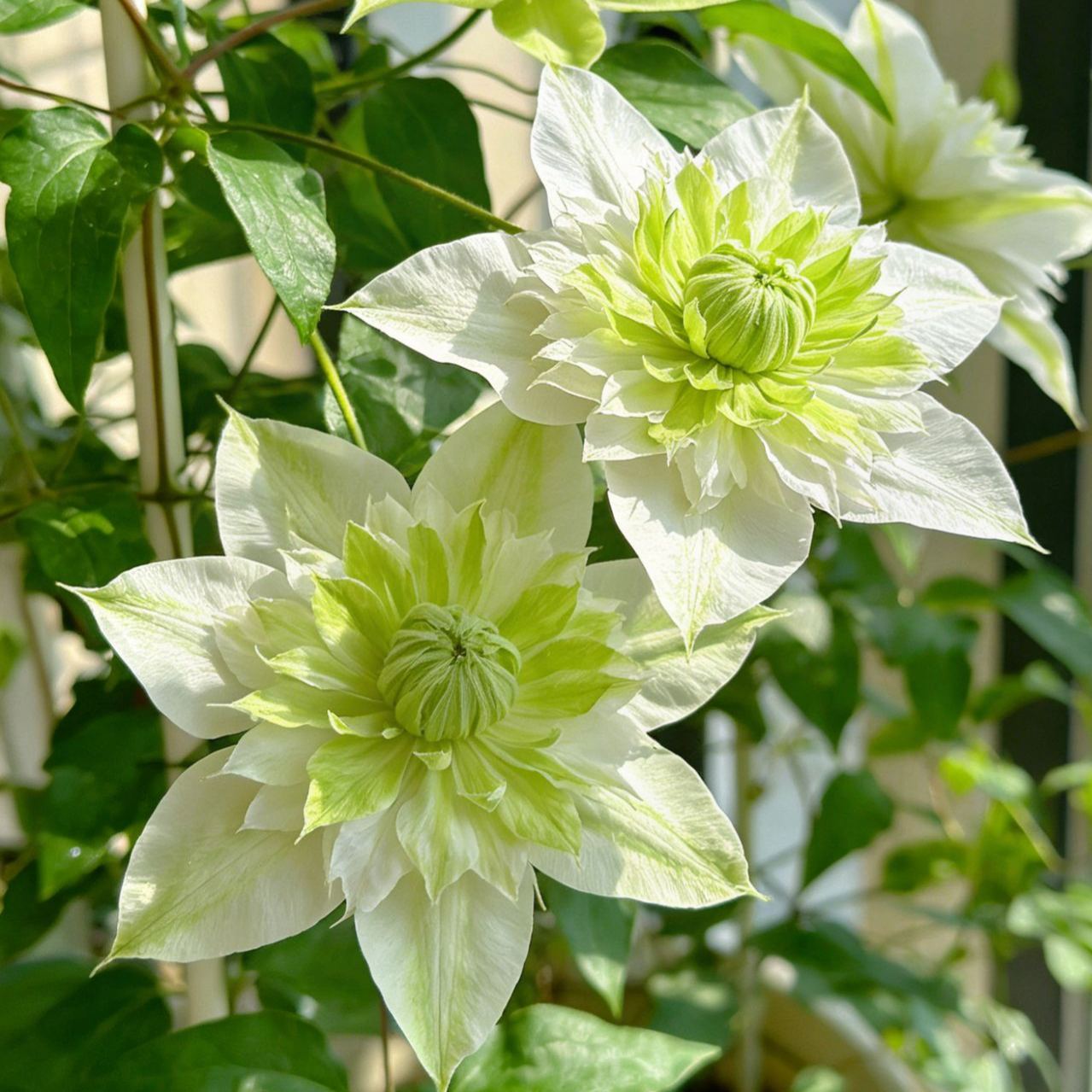 Up to 60%off💥Clematis bulbs