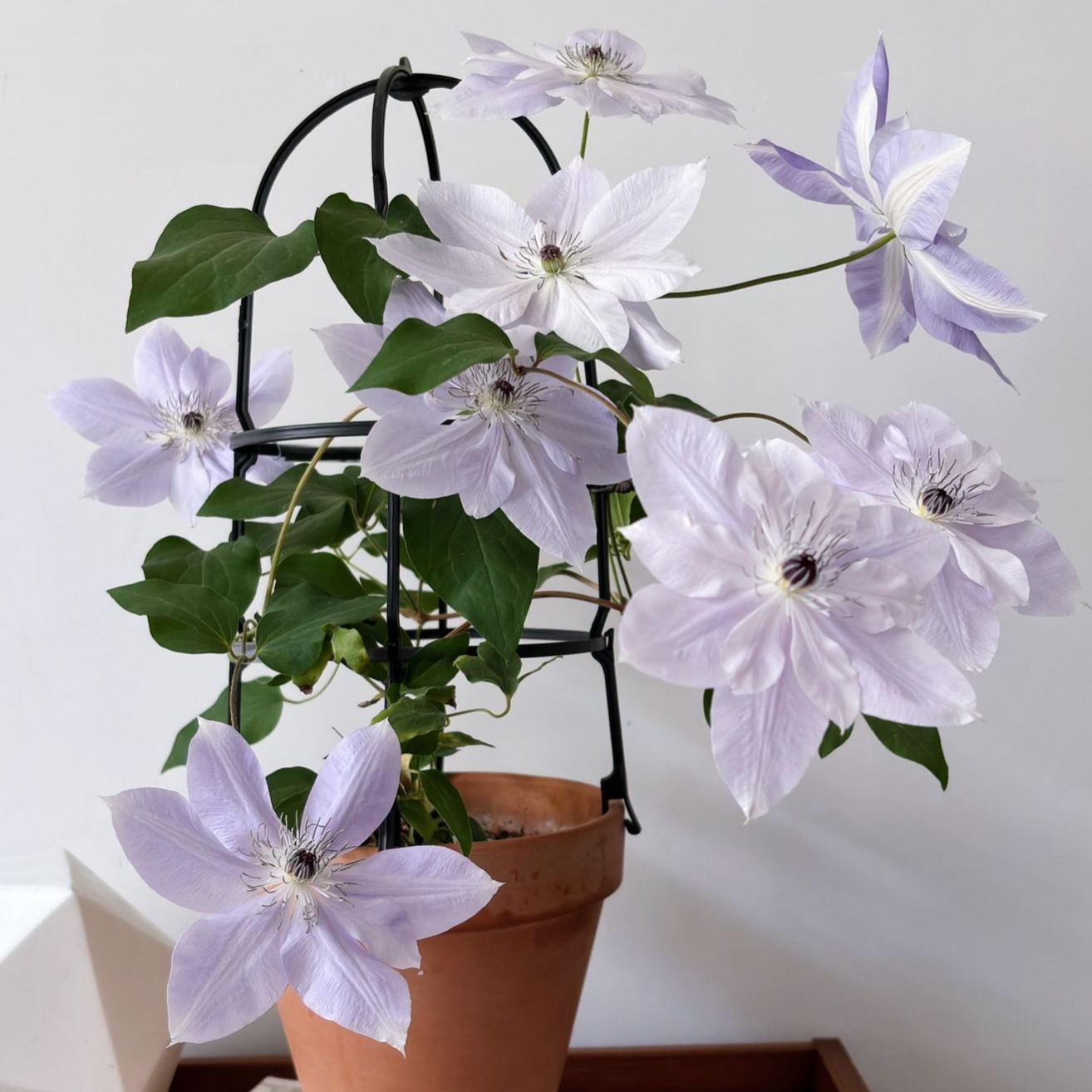 Up to 60%off💥Clematis bulbs
