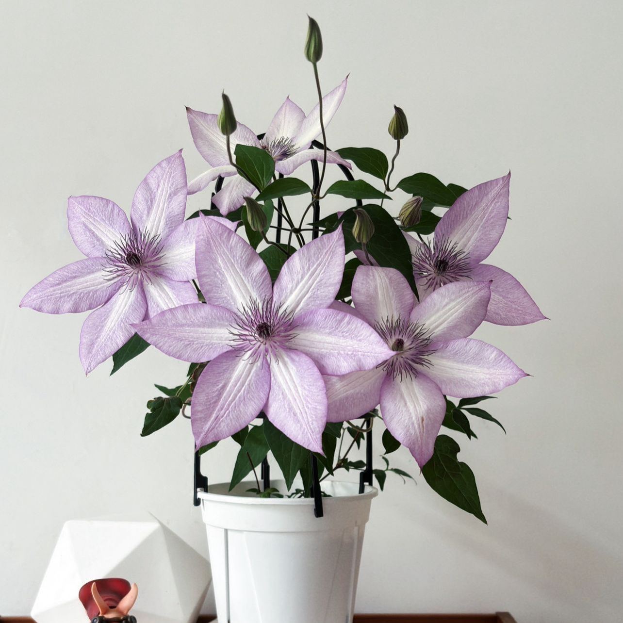 Up to 60%off💥Clematis bulbs