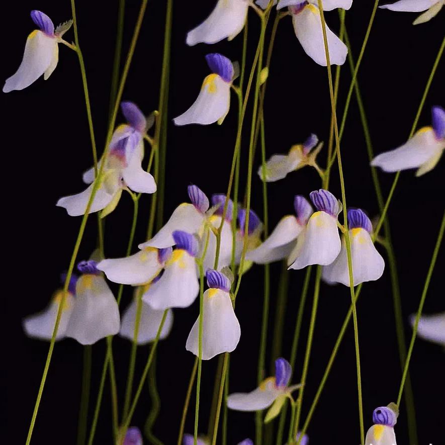 Bunny Bladderwort Seeds