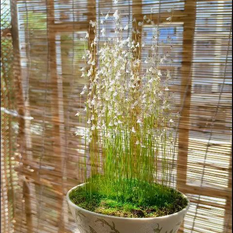 Bunny Bladderwort Seeds