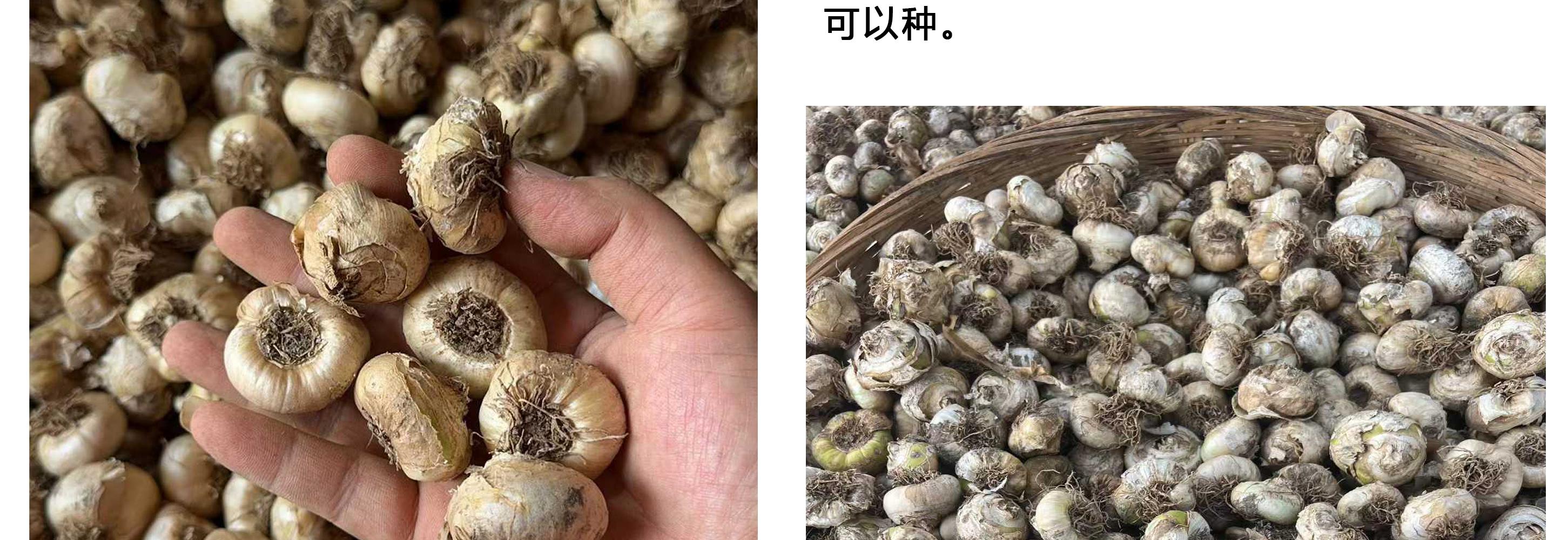 🌸 Sacred Heart Lily Bulbs – A Perennial Treasure for Your Garden