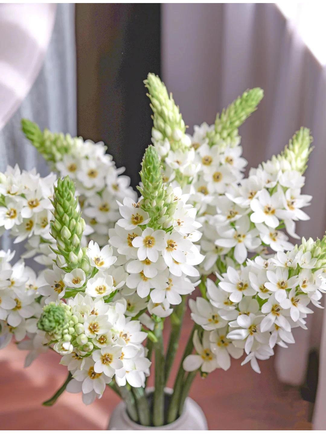 🌸 Sacred Heart Lily Bulbs – A Perennial Treasure for Your Garden