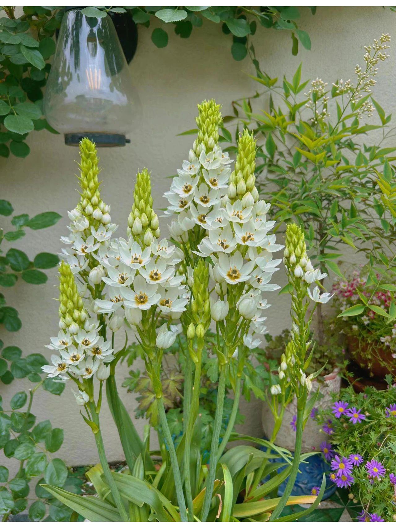 🌸 Sacred Heart Lily Bulbs – A Perennial Treasure for Your Garden