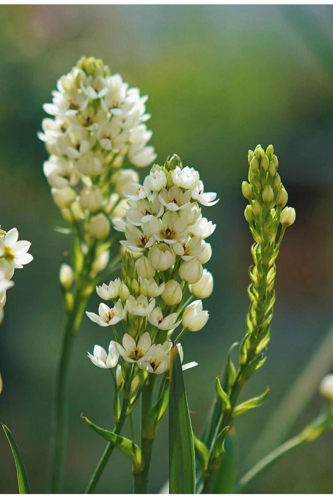 🌸 Sacred Heart Lily Bulbs – A Perennial Treasure for Your Garden