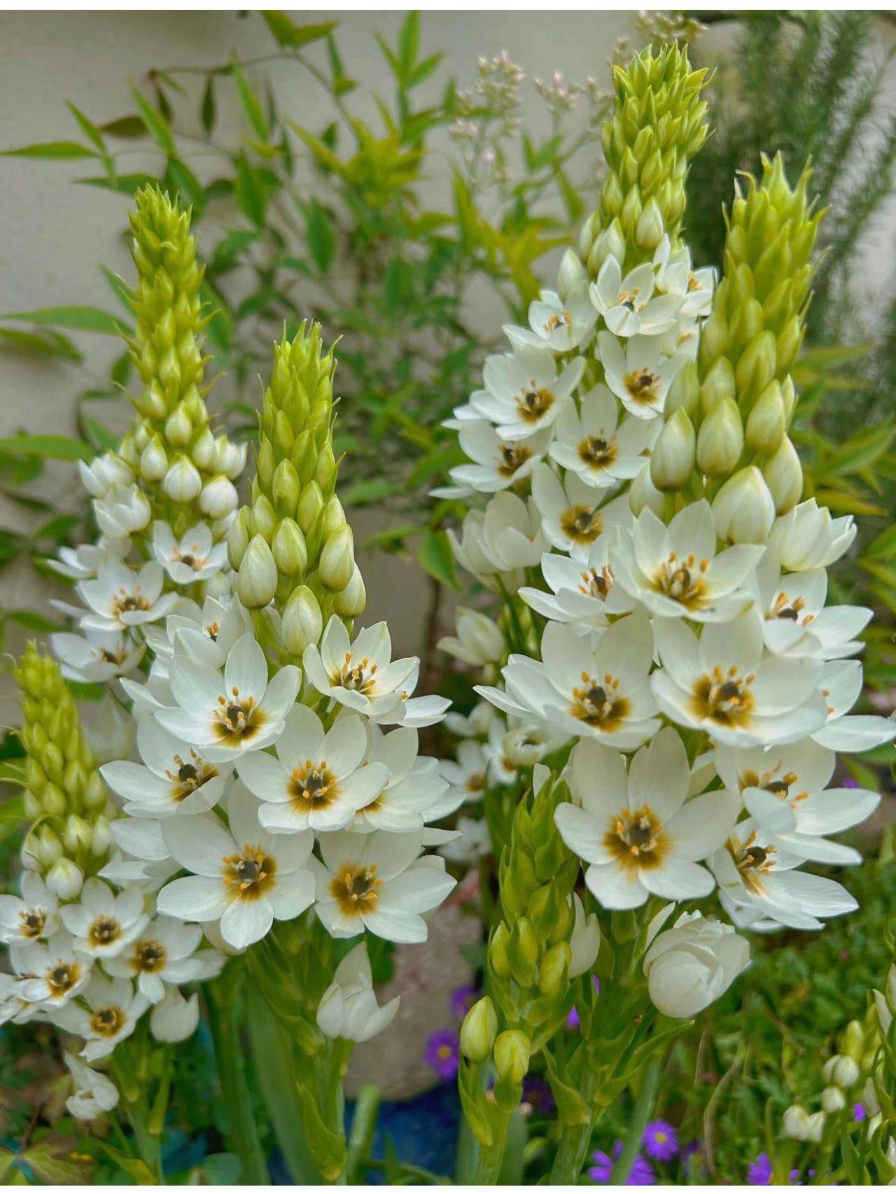 🌸 Sacred Heart Lily Bulbs – A Perennial Treasure for Your Garden