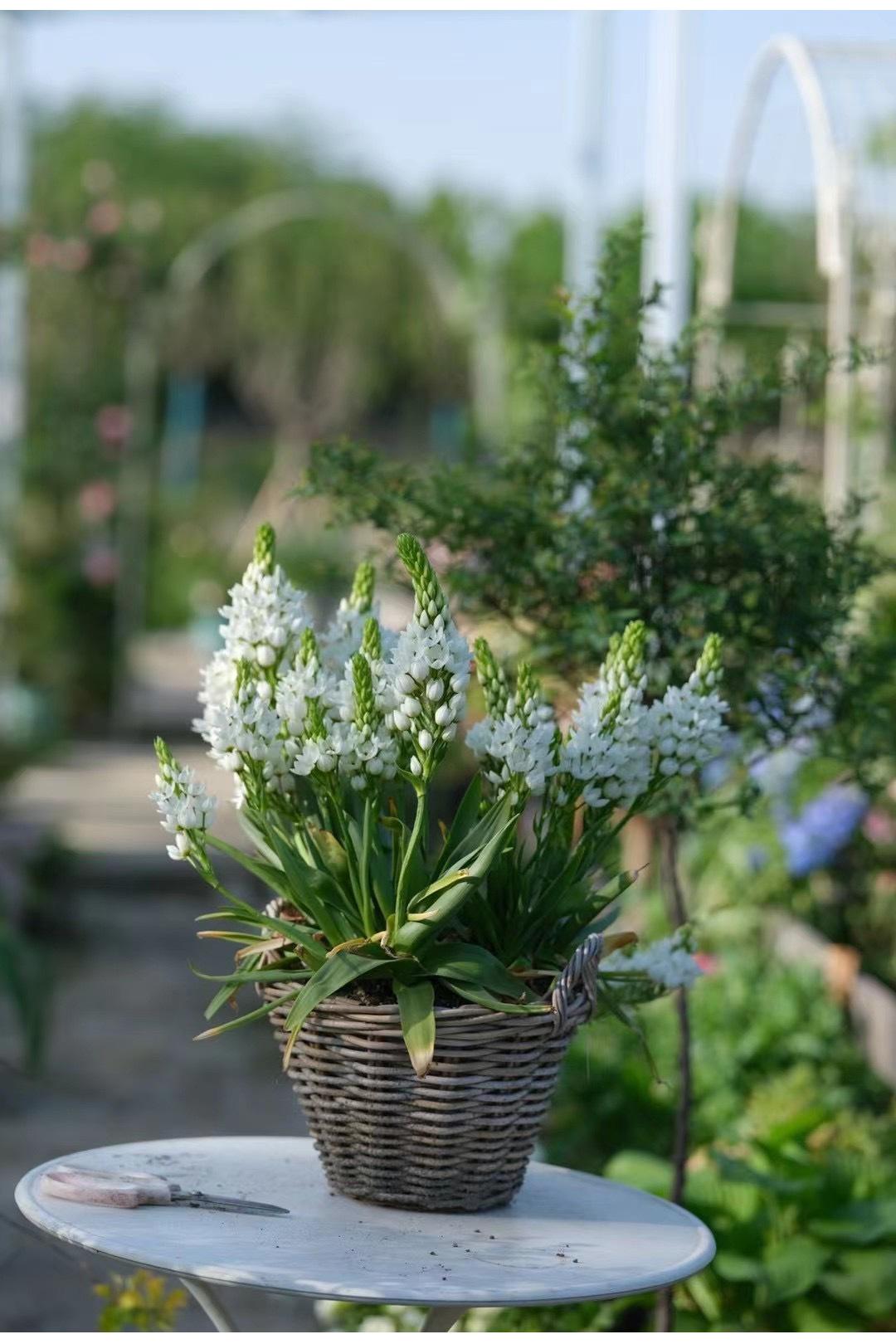 🌸 Sacred Heart Lily Bulbs – A Perennial Treasure for Your Garden