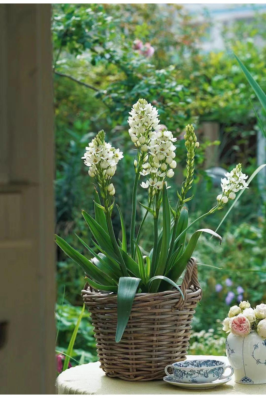 🌸 Sacred Heart Lily Bulbs – A Perennial Treasure for Your Garden