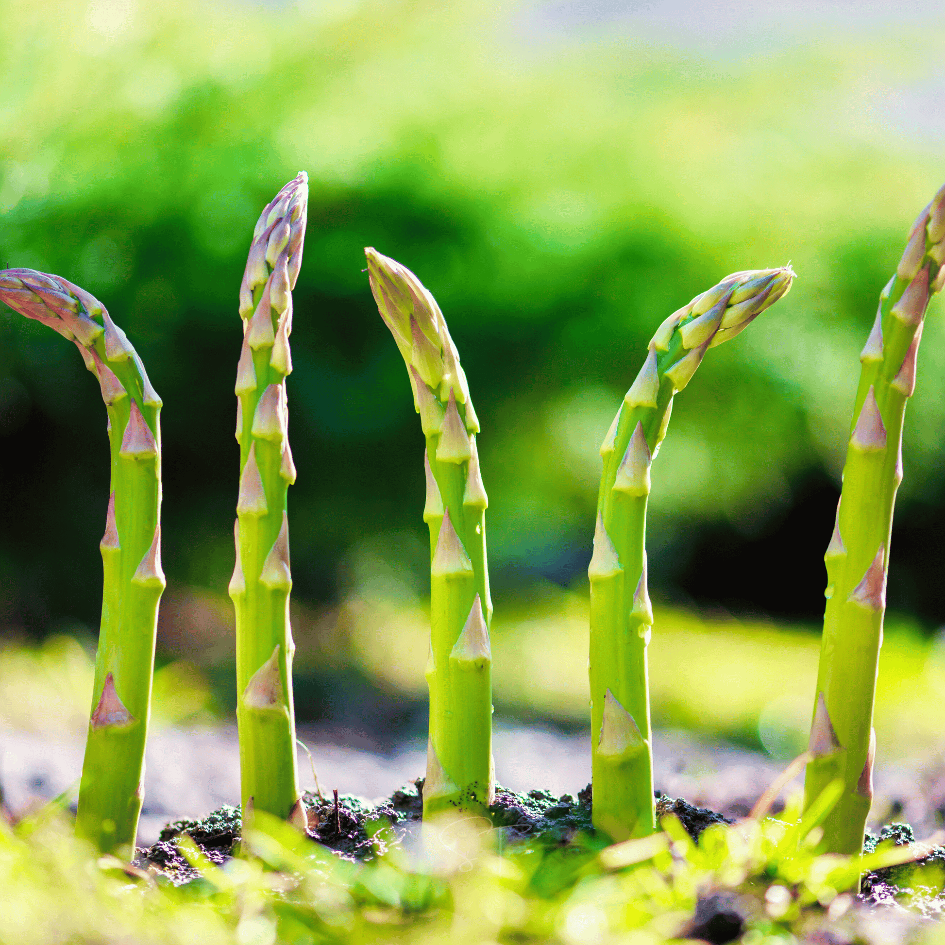 🌱 Premium Perennial Asparagus Seeds, High‑Yield Hardy Garden Vegetable