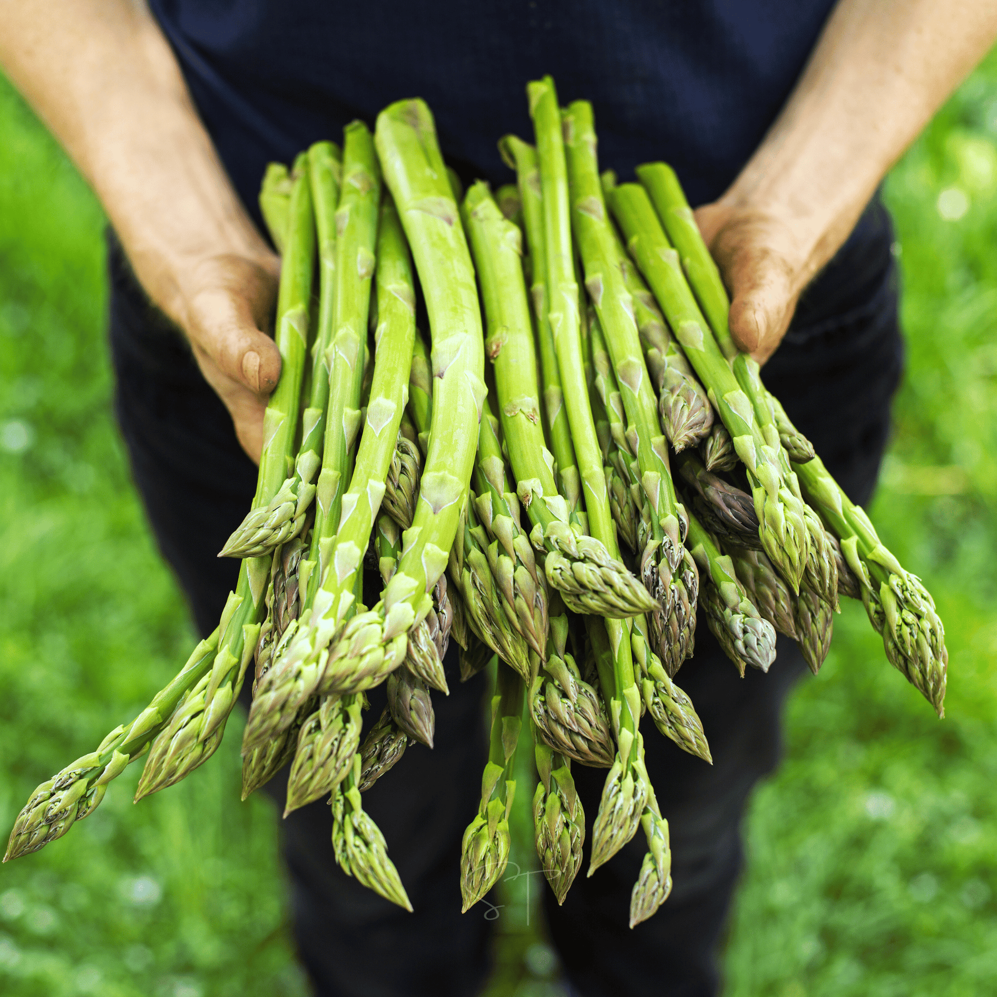 🌱 Premium Perennial Asparagus Seeds, High‑Yield Hardy Garden Vegetable