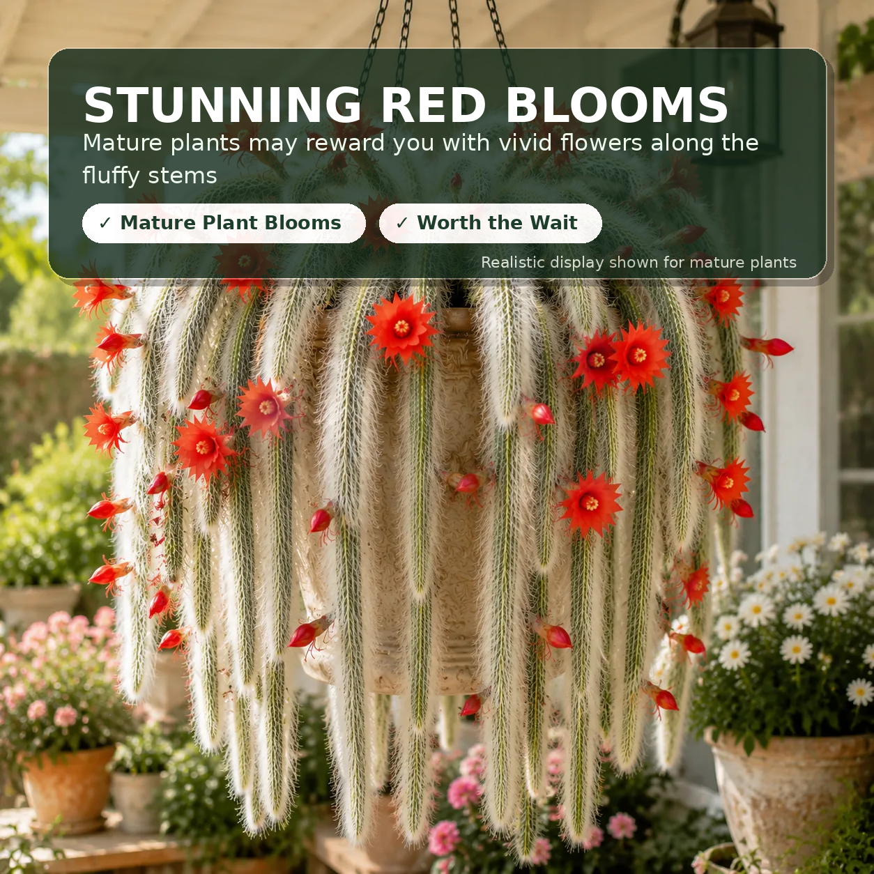 🌵Rare Monkey Tail Cactus Cuttings – Grow a Soft, Trailing Cactus Waterfall at Home