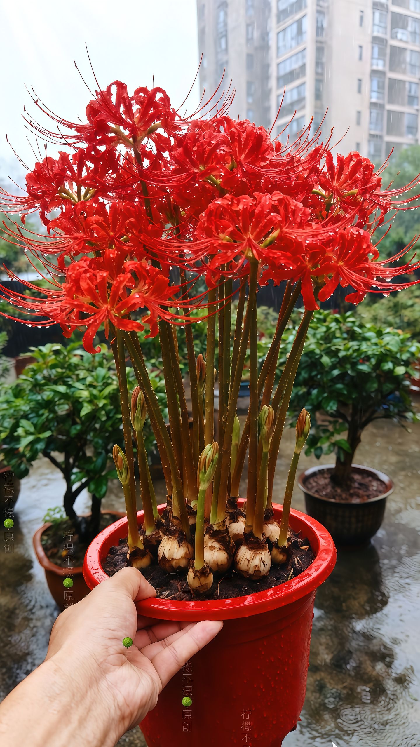 Multi Colors Spider Lily Bulbs