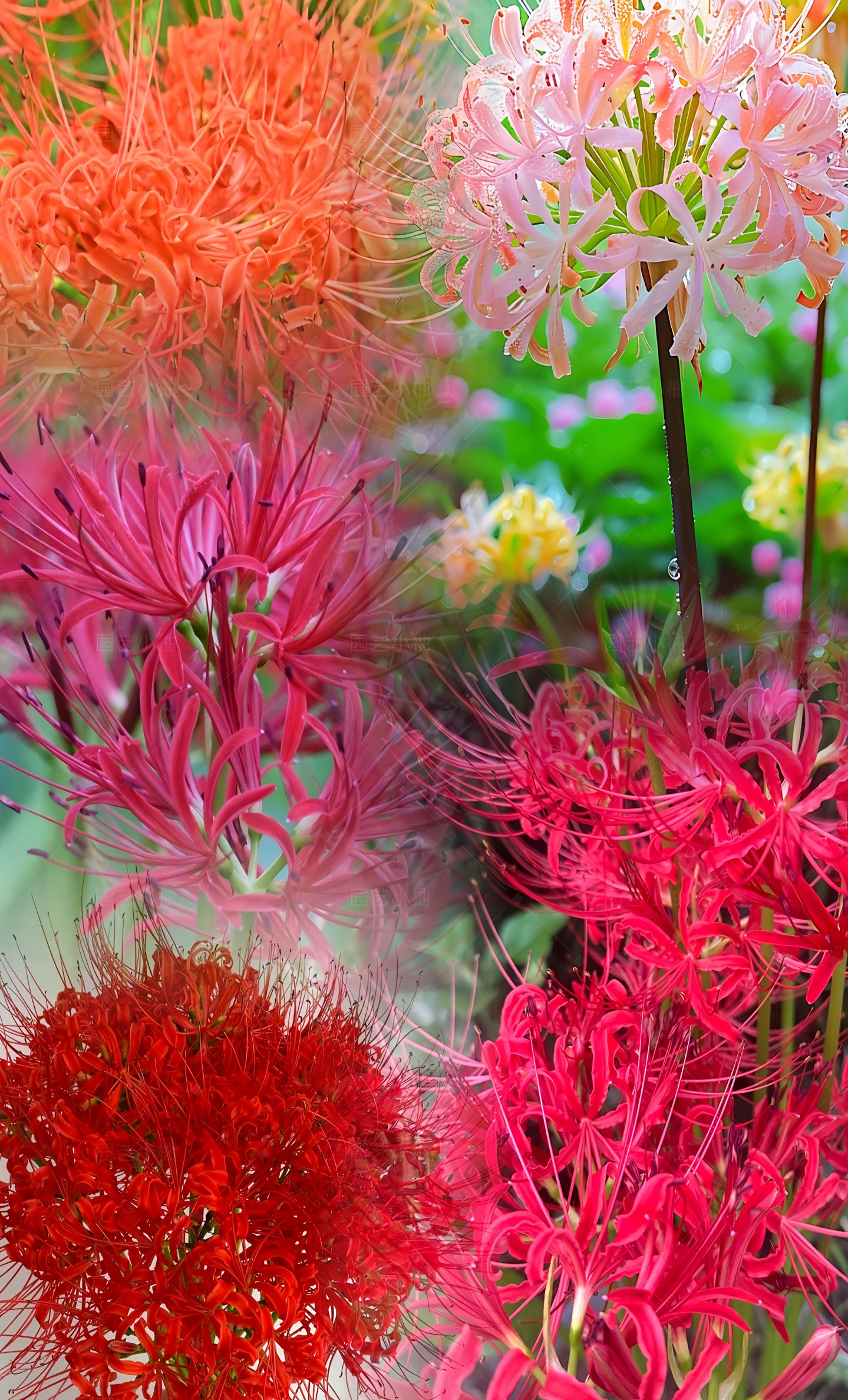 Multi Colors Spider Lily Bulbs