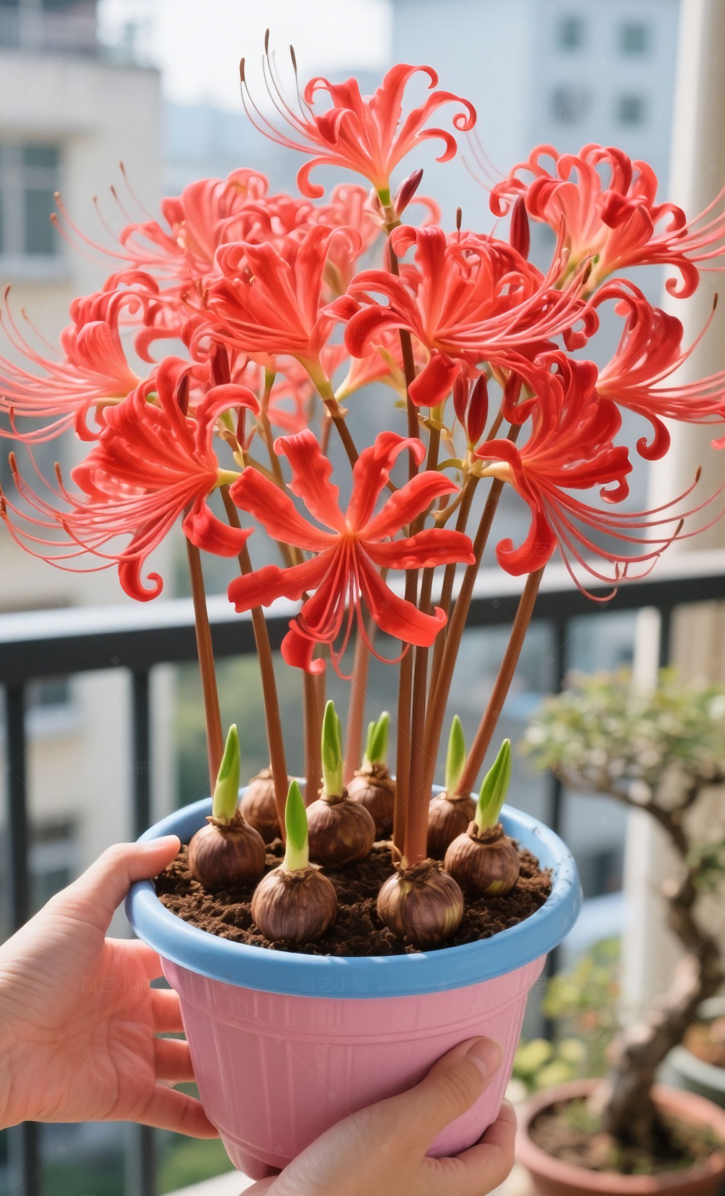 Multi Colors Spider Lily Bulbs
