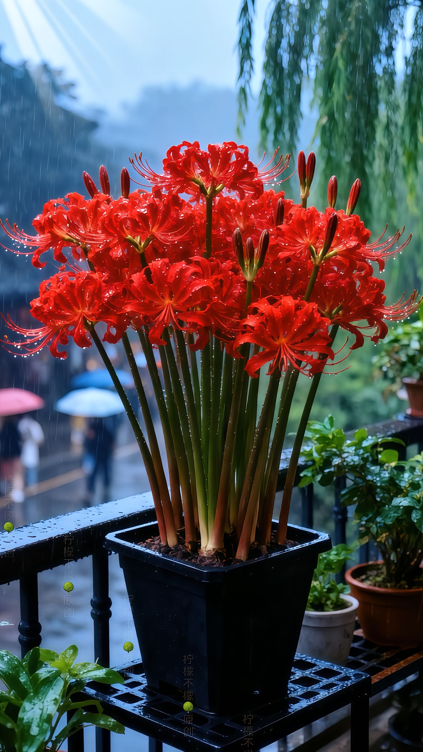 Multi Colors Spider Lily Bulbs