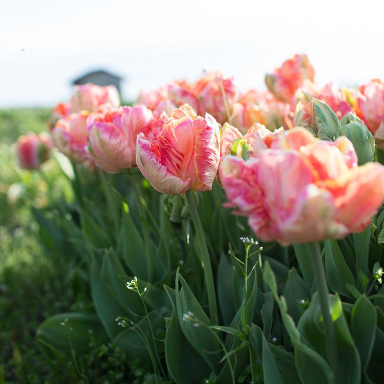 Apricot Parrot Tulip Seeds