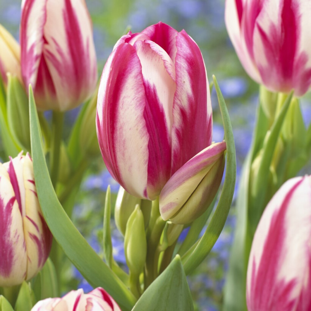 Flaming Club Tulip Seeds