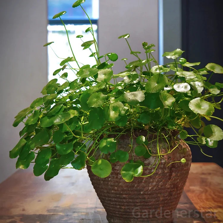 🍀Hydrocotyle Vulgaris Seeds-Copper Coin Grass