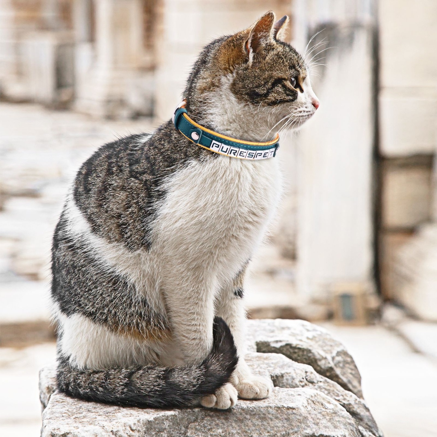 Premium Customizable Leather Pet Collar for Small Dogs & Cats – Personalized Alphabet Design, Durable & Comfortable 