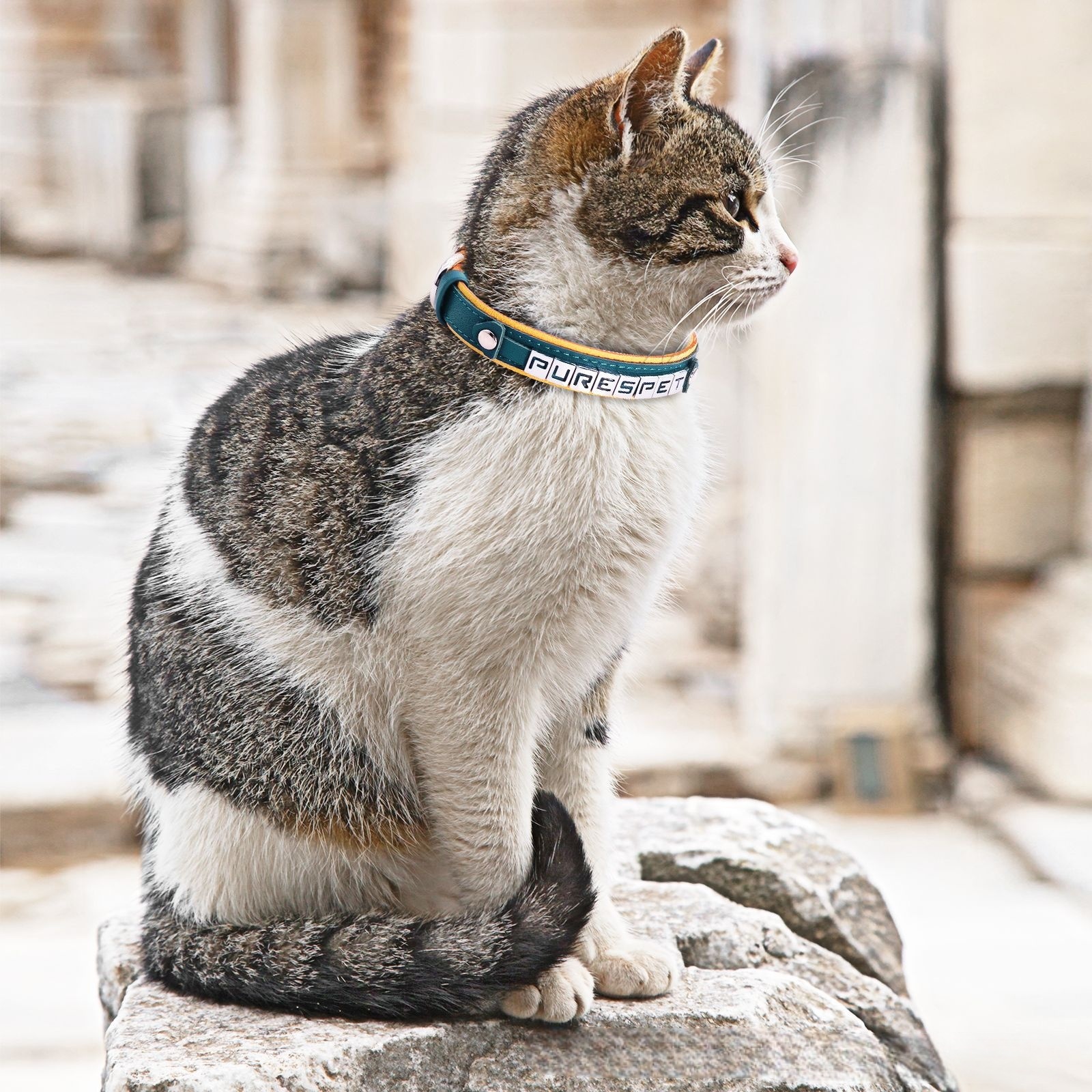 Premium Customizable Leather Pet Collar for Small Dogs & Cats – Personalized Alphabet Design, Durable & Comfortable 