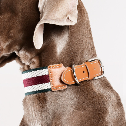 Weimar Series Breakaway Safety Dog Collar - Adjustable Genuine Leather Pet Collar with Metal Buckle | 4 Sizes | 6 Colors