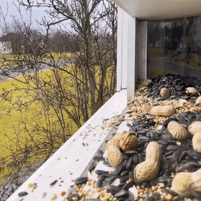 Herethan Window Bird Feeder-Watch Birds from Home